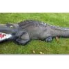 WILD LIFE 3D TARGET – CAIMAN (GROUP1)